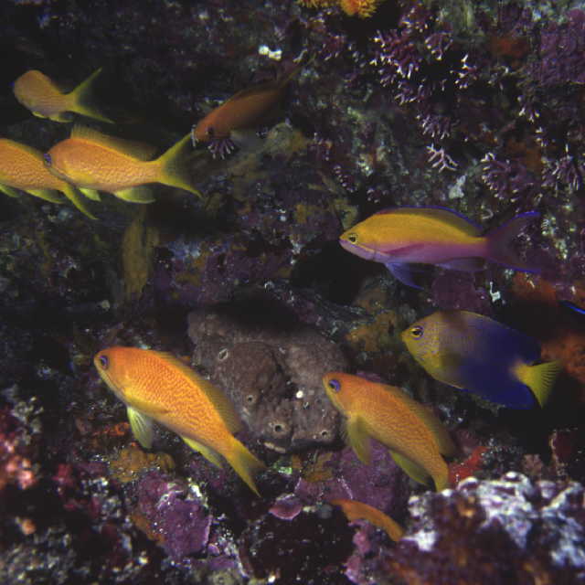 Pseudanthias bicolor